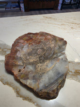 Load image into Gallery viewer, Petrified (Fossilized) Wood Slice