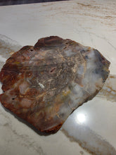 Load image into Gallery viewer, Petrified (Fossilized) Wood Slice