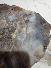 Load image into Gallery viewer, Petrified (Fossilized) Wood Slice