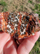 Load image into Gallery viewer, Mexican Leopard Skin Rhyolite Rough-1.-2" (one Piece)

