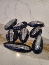 Load image into Gallery viewer, Orthoceras Nautiloids Cabochon
