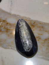 Load image into Gallery viewer, Orthoceras Nautiloids Cabochon
