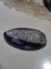 Load image into Gallery viewer, Orthoceras Nautiloids Cabochon
