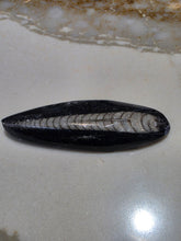 Load image into Gallery viewer, Orthoceras Nautiloids Cabochon
