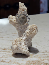 Load image into Gallery viewer, Ring Petoskey Stone Sterling Silver Oval
