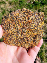Load image into Gallery viewer, Mexican Leopard Skin Rhyolite Rough-1.-2" (one Piece)
