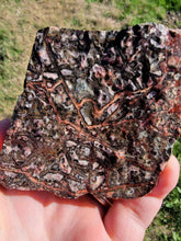 Load image into Gallery viewer, Mexican Leopard Skin Rhyolite Rough-1.-2" (one Piece)
