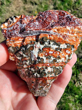 Load image into Gallery viewer, Mexican Leopard Skin Rhyolite Rough-1.-2" (one Piece)
